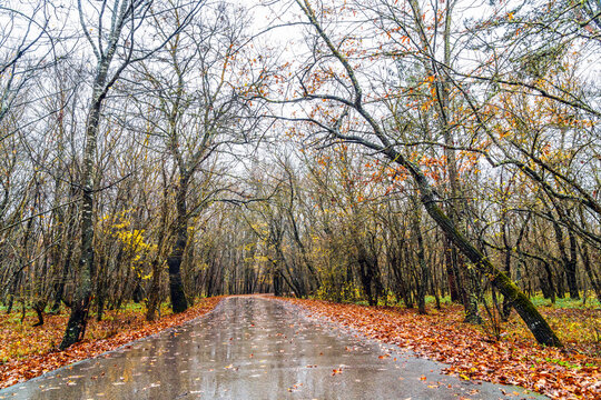 Wet asphalt road through the forest between yellow autumn trees