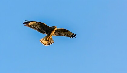 Capture the moment of graceful bird flying under blue sky.