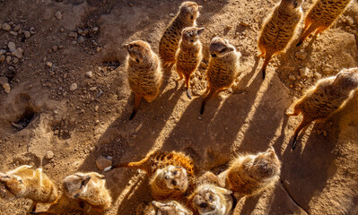 Group of meerkats standing on sandy ground enjoying the last rays of the evening sun looking around and some towards the camera.