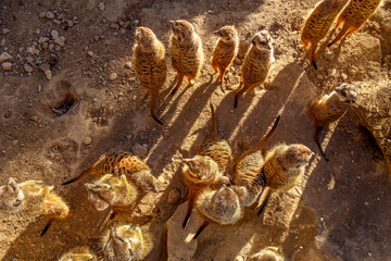 A top down view of a group of meerkats standing on rocky, sandy and dry ground together taking in...