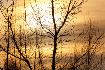 A tree with no leaves is silhouetted against a bright orange sky