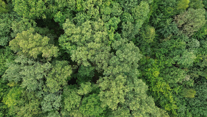 Green tree tops in aerial shot