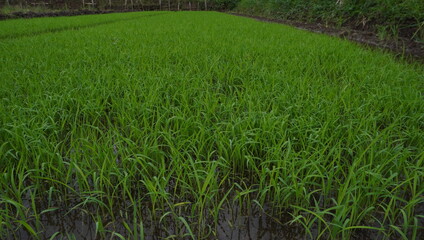 rice plants