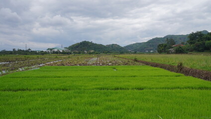 Fototapeta premium landscape with field