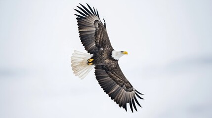 Obraz premium Majestic Bald Eagle Soaring Through Cloudy Skies