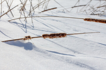 A snow covered field with a brown and white plant