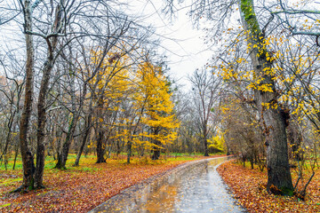 Wet asphalt road through the forest between yellow autumn trees
