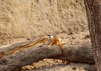 Lone meerkat resting on a fallen tree trunk in an arid, sandy environment.