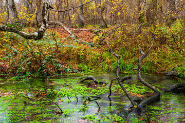 A fallen old tree near a small pond overgrown with algae