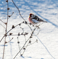 A bird is perched on a branch in the snow
