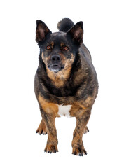 A large dog with a black nose and brown ears stands on a white background