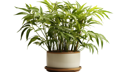 A tall bamboo plant in a pot, offering a natural, calming presence for your living room, bedroom, or office decor, isolated on transparent background.
