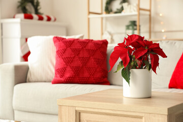 Christmas plant poinsettia on table in living room, closeup