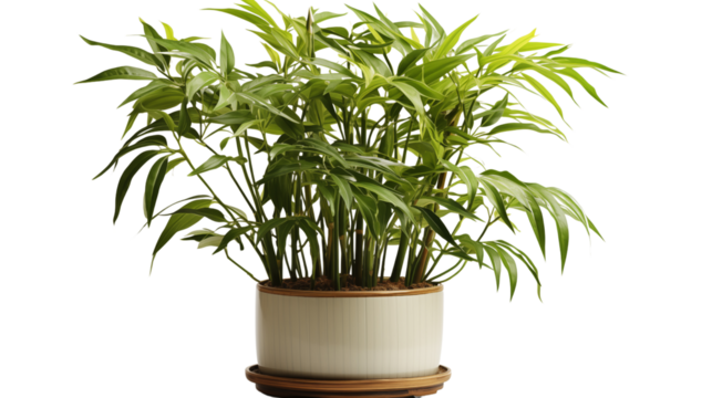 A tall bamboo plant in a pot, offering a natural, calming presence for your living room, bedroom, or office decor, isolated on transparent background.