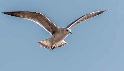 Graceful seagull soaring against a serene sky