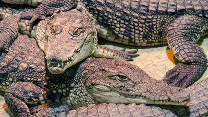 several alligator crocodiles close up