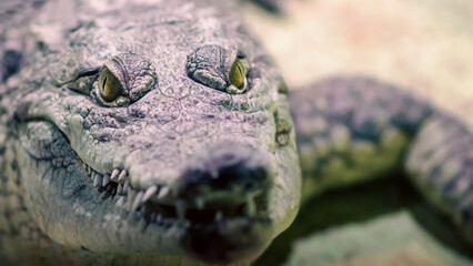 crocodile head isolated close up on a green background