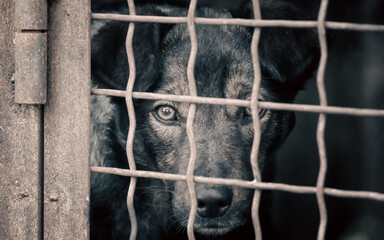 mongrel dog in a cage close up