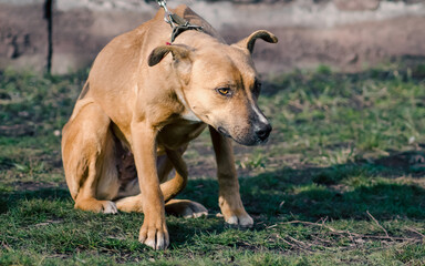 mongrel dog on a leash looking up