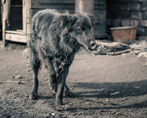 mongrel dog on a chain in a farm old style photo