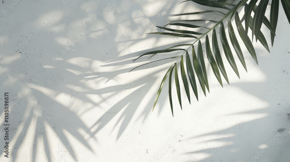 Poster Minimal abstract composition: Palm leaf shadow on white background with concrete wall.