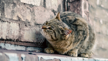 cat sits on the windowsill of an old house and watches