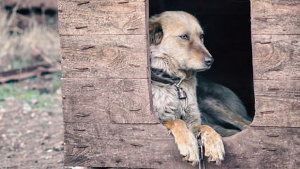 mongrel dog on a chain in a farm old style photo