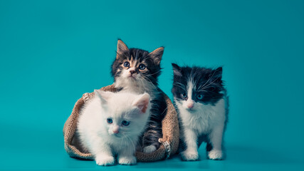 two kittens in a sack and one next to the bag on a turquoise background