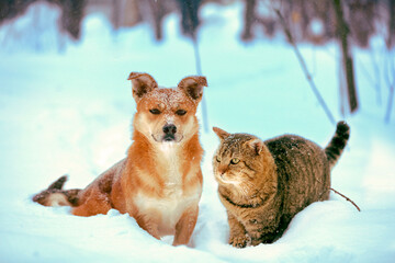 A cat and a dog are sitting in a snowy forest in winter
