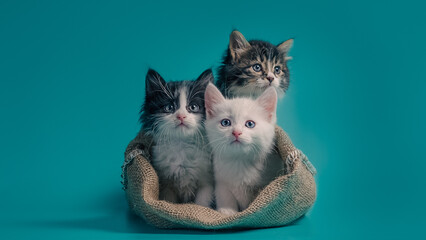 three kittens in a sack on a turquoise background