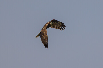 A female Eastern Marsh Harrier flying in search of  food over the rice fields.