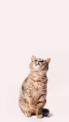 Fototapeta premium tabby cat looking up on a white background