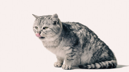 mongrel tabby cat sits on a white background