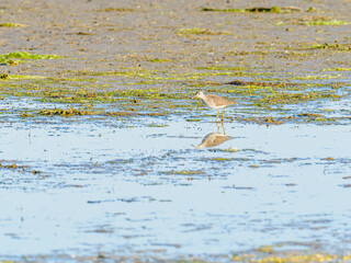 Wood sandpiper on the shore