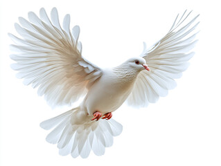 Fototapeta premium White Dove on a White Background Peace, purity, elegance, symbolism, tranquility, spirituality, minimalism