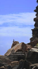 Ocean bird siting on the rocks at Moffat Beach