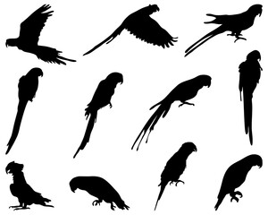 Black silhouettes parrots on a white background		