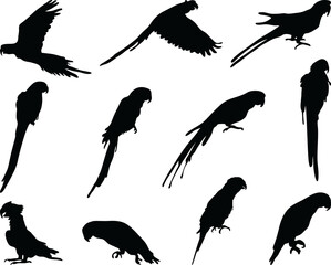 Black silhouettes parrots 