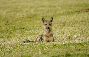 side-stripped jackal relaxing the grass