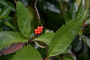 Glabrous sarcandra herb (Sarcandra glabra) fruits. Chloranthaceae evergreen shrub. The fruits (drupes) ripen red from late fall to winter.