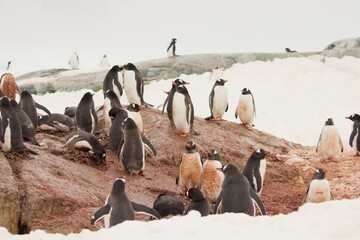 Naklejka premium Beautiful Penguin picture in the beautiful Antarctica