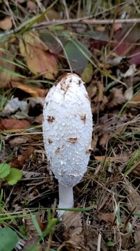 Coprinus comatus, commonly known as the shaggy ink cap, lawyer's wig, or shaggy mane