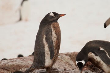 Fototapeta premium Beautiful Penguin pictures in the breath taking view of Antarctica