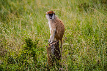 Curious Patas monkey perched on a pole