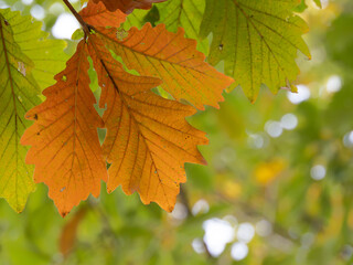 秋に紅葉したカシワの葉
