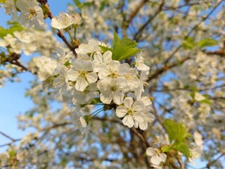 A close-up view of cherry blossoms blooming on tree branches during spring in a peaceful garden setting. the soft lighting and natural colors create a serene and fresh atmosphere, capturing the beauty