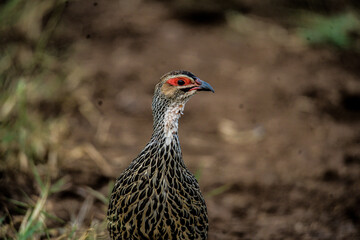 Clapperton's spurfowl francolin in the african bush