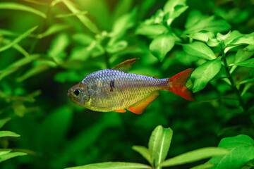 A green beautiful planted tropical freshwater aquarium with fishes and shrimps.Colombian Tetra (Hyphessobrycon columbianus) beautiful ornamental fish from Colombia