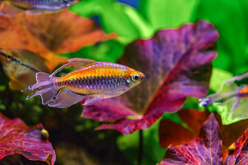 Obraz premium A green beautiful planted tropical freshwater aquarium with fishes and shrimps.A Congo tetra, Phenacogrammus interruptus, with water plants.