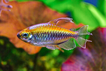 Fototapeta premium A green beautiful planted tropical freshwater aquarium with fishes and shrimps.A Congo tetra, Phenacogrammus interruptus, with water plants.